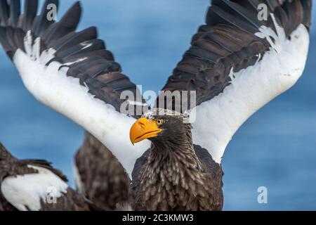 Adult Steller`s sea eagle spread its wings. Front view, Close up portrait of Adult Steller's sea eagle. Scientific name: Haliaeetus pelagicus. . Blue Stock Photo